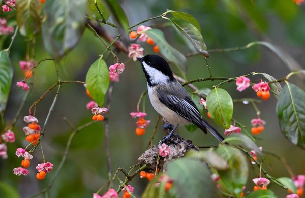 Comment créer un environnement adapté pour un groupe de suricates en captivité ?