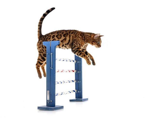 Quelles sont les techniques efficaces pour renforcer l'obéissance d'un chien dans des situations distrayantes ?